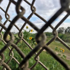 Sunflower behind U.S./Mexico Border Fence